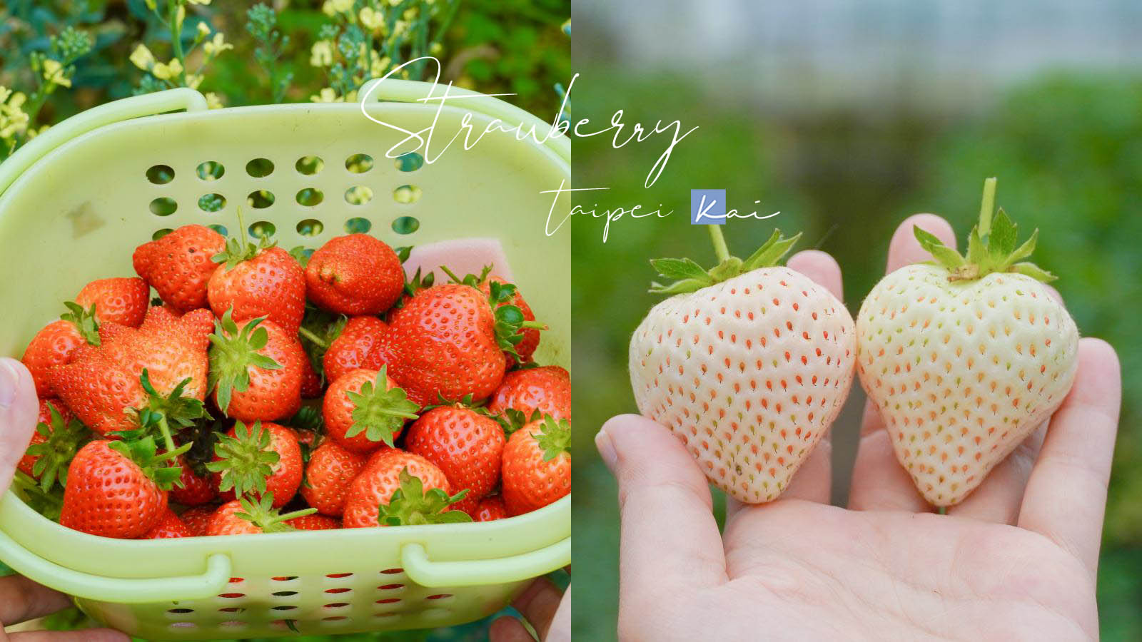 ☆【台北｜內湖】台北人的草莓秘境！野草花果有機農場採白草莓。2022內湖草莓季 @凱的日本食尚日記