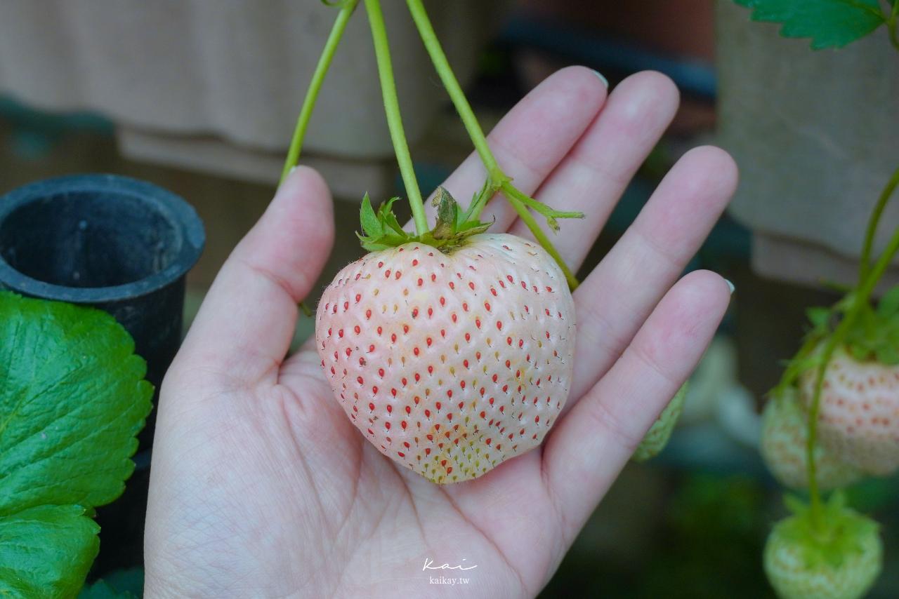 ☆【台北｜內湖】2023內湖草莓季開跑！野草花果有機農場採白草莓（交通、地點）