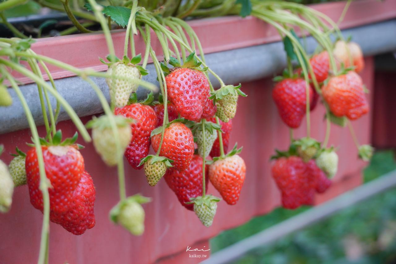 ☆【台北｜內湖】草莓車輪餅真的有好多草莓！內湖草莓季必吃隱藏版美食！