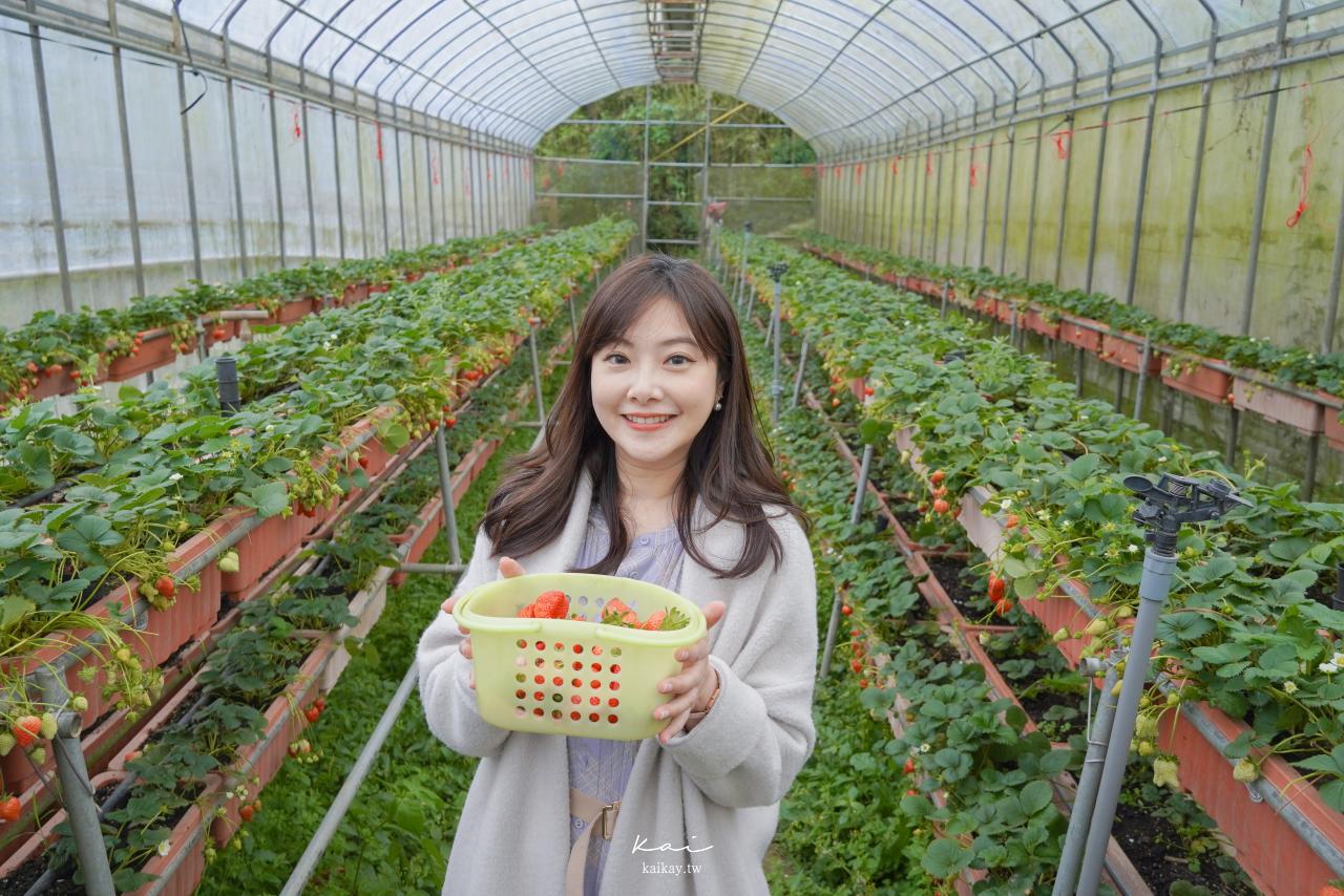 ☆【台北｜內湖】台北人的草莓秘境！野草花果有機農場採白草莓。2022內湖草莓季