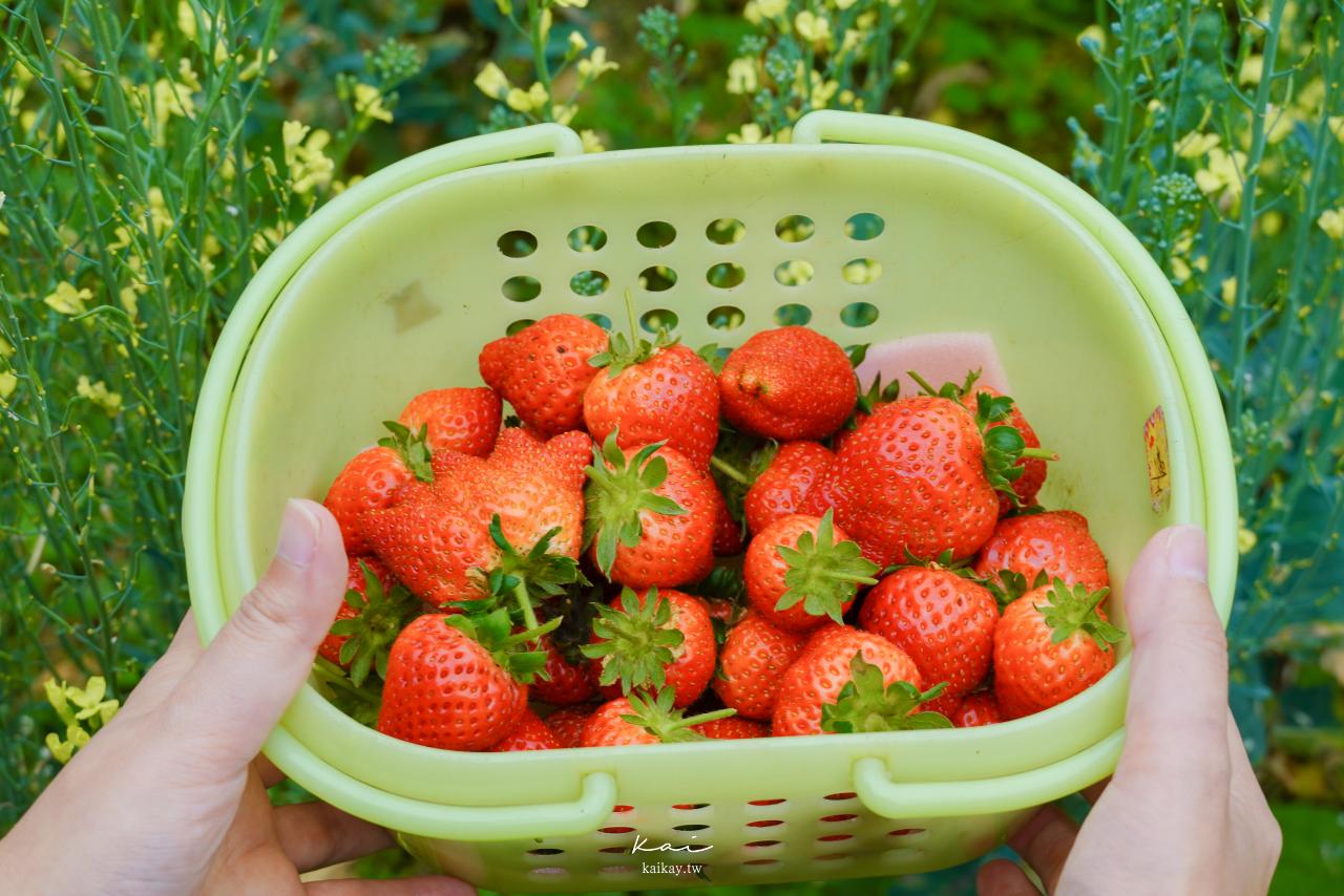☆【台北｜內湖】台北人的草莓秘境！野草花果有機農場採白草莓。2022內湖草莓季