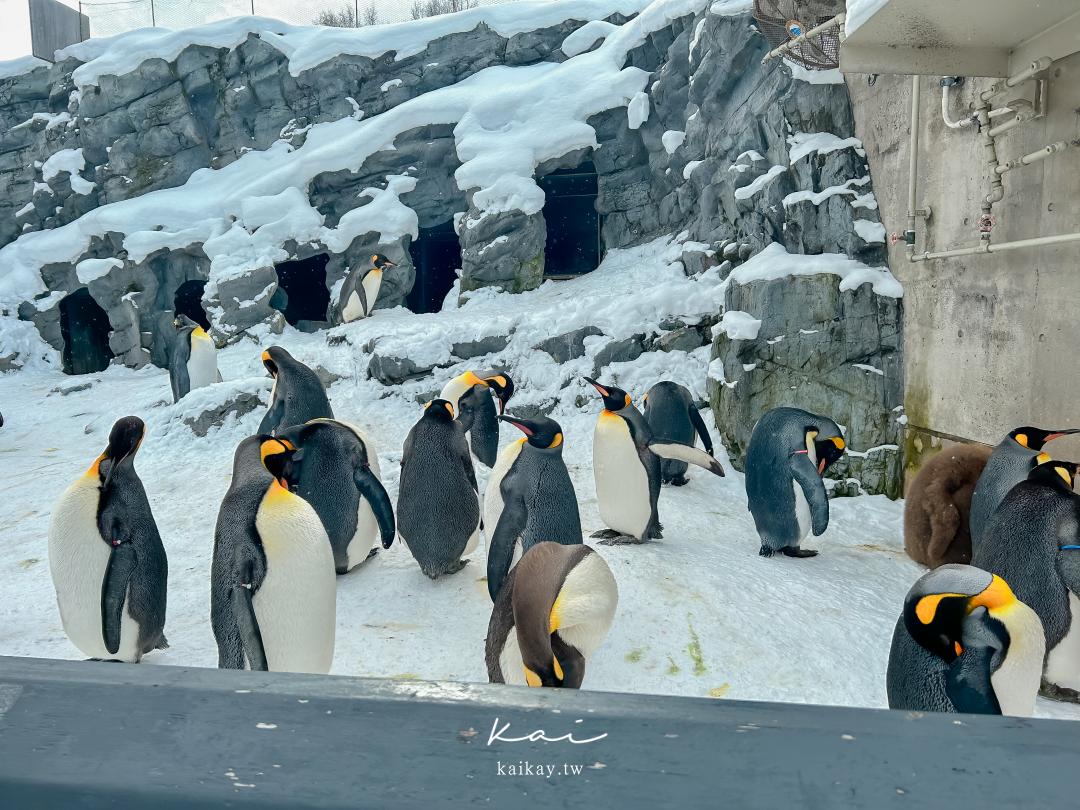 ☆【北海道旭山動物園】可愛的企鵝散步、北極熊游泳這裡看！（門票、交通方式）