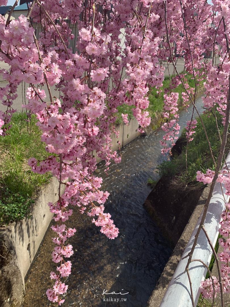 ☆【東北｜福島】喜多方-日中線紀念櫻花步道。最美的枝垂櫻隧道（交通方式、櫻花預報）