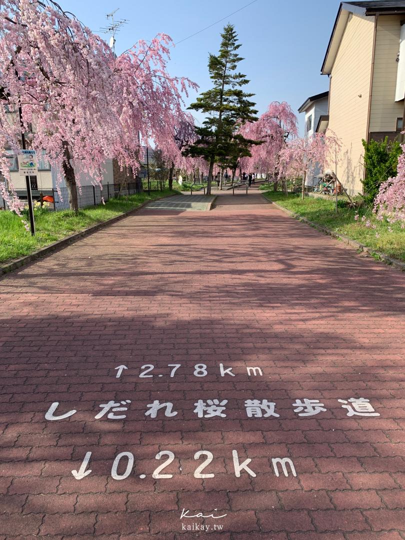 ☆【東北｜福島】喜多方-日中線紀念櫻花步道。最美的枝垂櫻隧道（交通方式、櫻花預報）