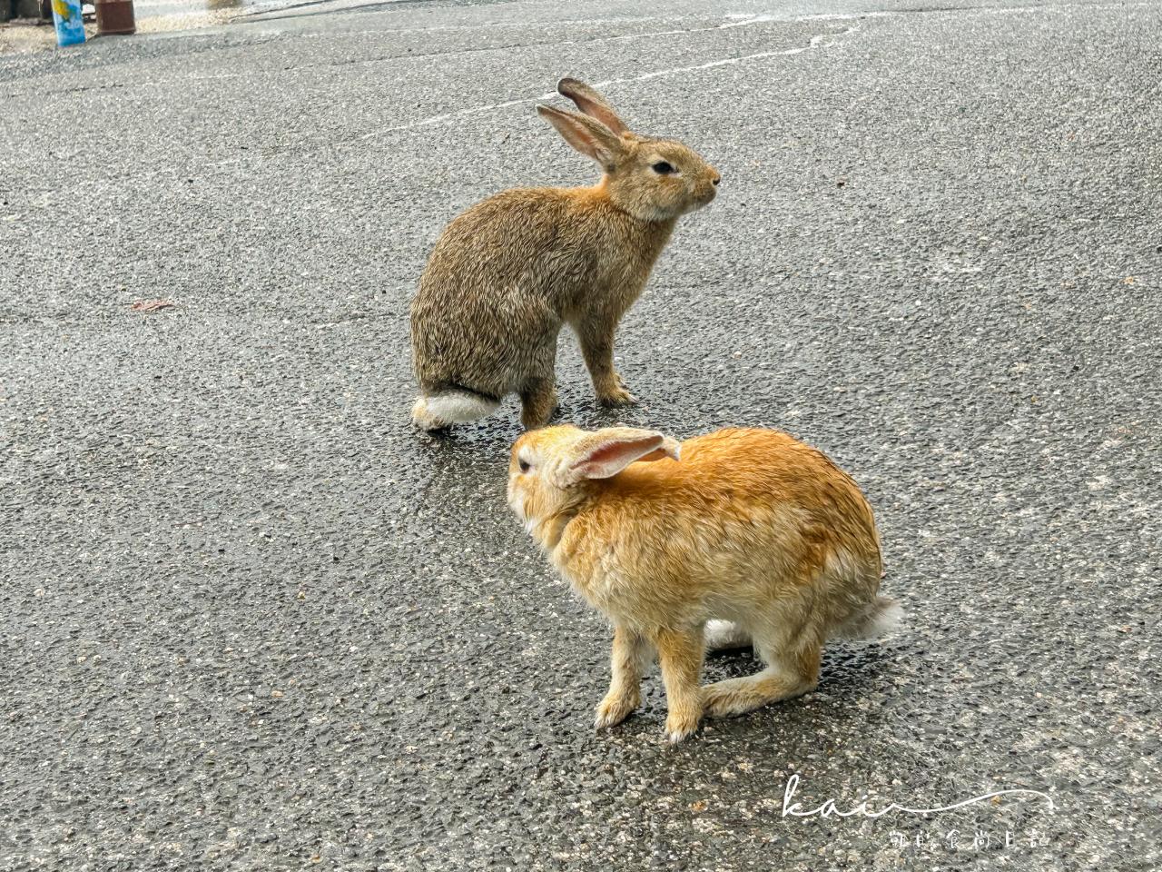 ☆【廣島景點】傳說中的兔子島「大久野島」。被可愛小萌兔包圍太療癒