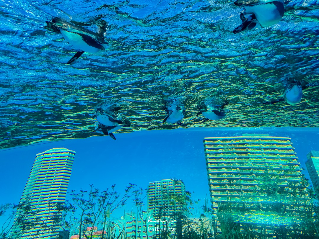 ☆東京親子景點。池袋太陽城陽光水族館-企鵝在空中飛翔的都會型水族館