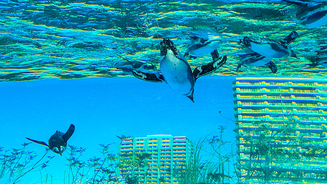 ☆東京親子景點。池袋太陽城陽光水族館-企鵝在空中飛翔的都會型水族館 @凱的日本食尚日記