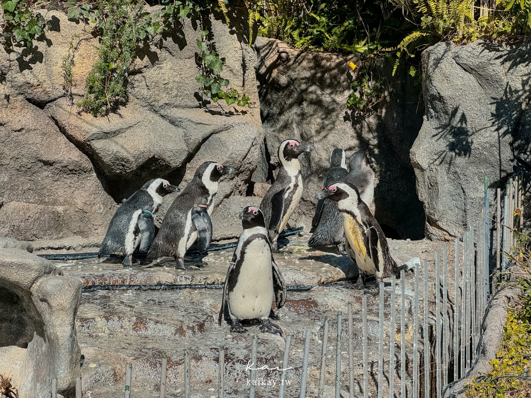 ☆東京親子景點。池袋太陽城陽光水族館-企鵝在空中飛翔的都會型水族館