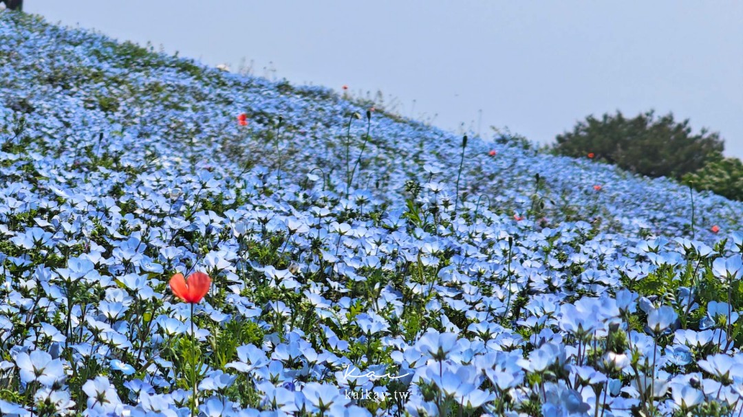 ☆一望無際的夢幻粉蝶花藍色花海。日本國營常陸海濱公園，四月必訪賞花景點
