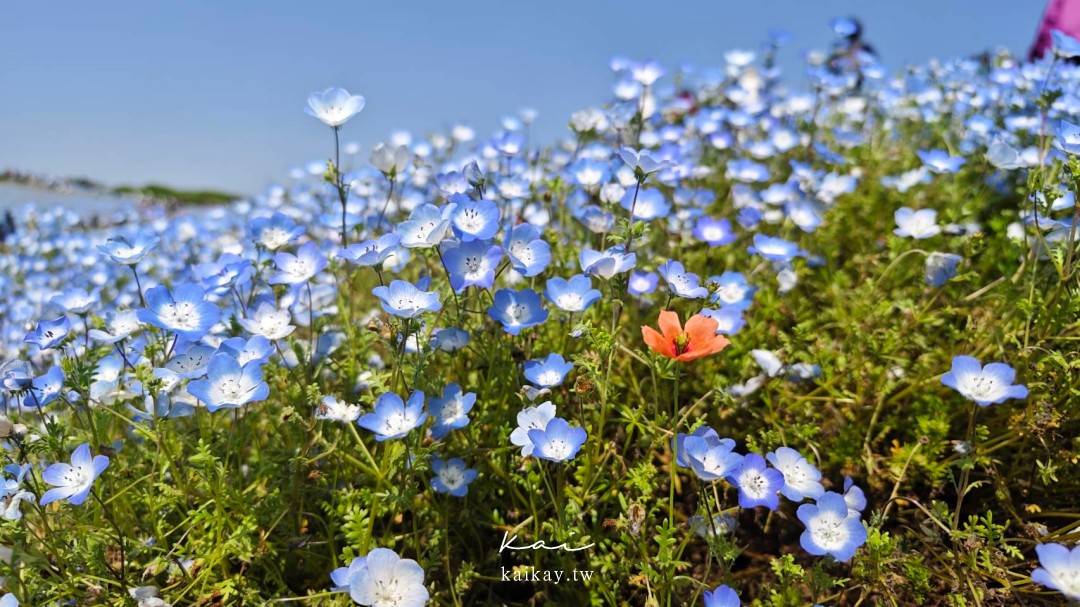 ☆一望無際的夢幻粉蝶花藍色花海。日本國營常陸海濱公園，四月必訪賞花景點