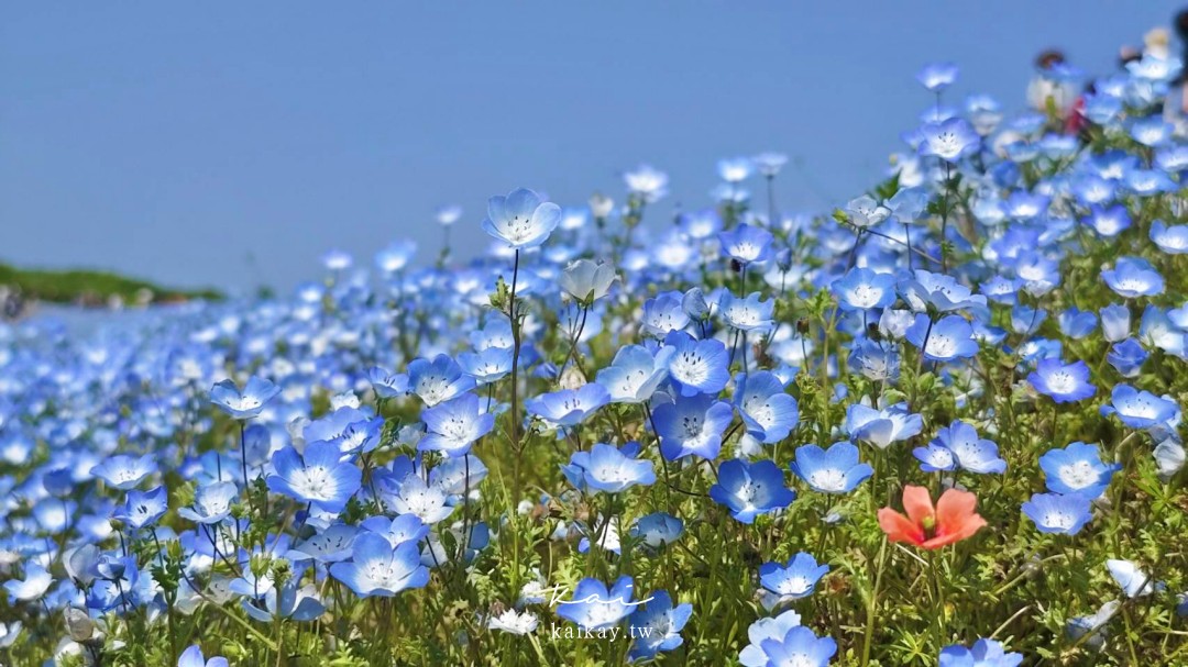 延伸閱讀：☆一望無際的夢幻粉蝶花藍色花海。日本國營常陸海濱公園，四月必訪賞花景點